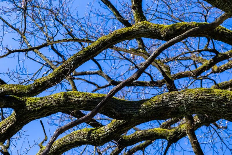 Tote Äste entfernen: So bleibt dein Garten gesund
